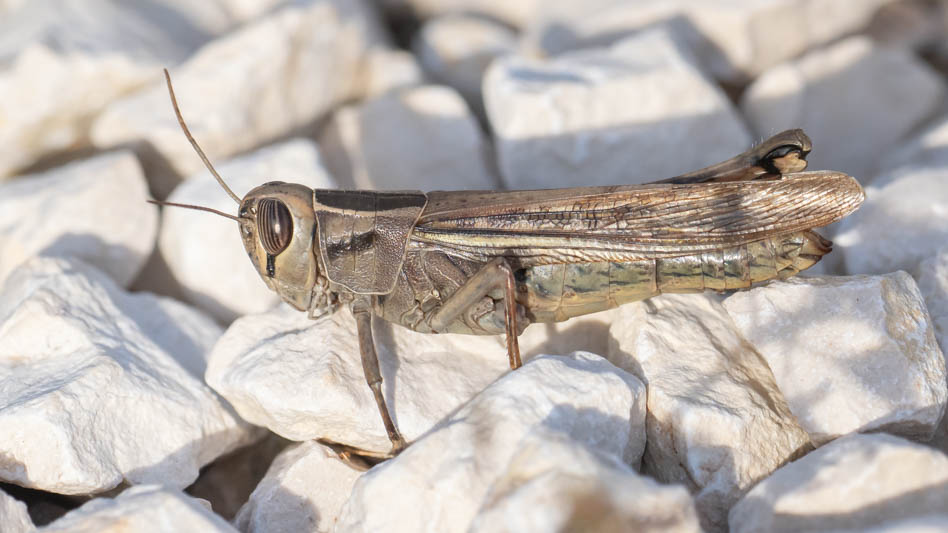Eyeprepocnemis plorans (Lamenting Grasshopper).jpg